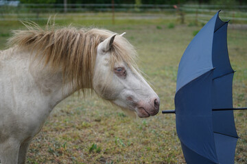 Shetland pony Fredo at pasture