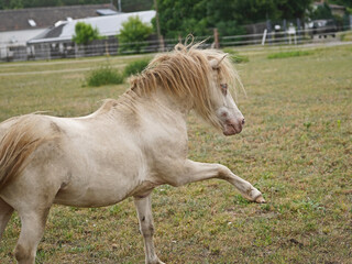 Shetland pony Fredo at pasture