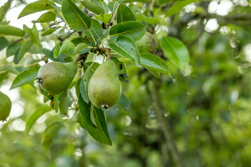 Zweig mit zwei Birnen im Garten