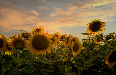 Sunflowers on sunset