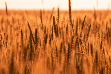 Wheat field harvest at sunset