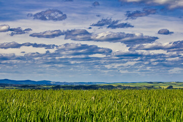 Feld Landschaft im Frühling mit blauem Himmel
