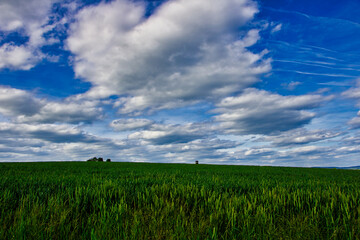Feld Landschaft im Frühling mit blauem Himmel