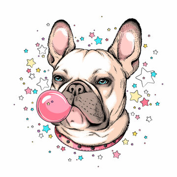 Cute french bulldog with bubble gum. Dog on a background of stars. Image for printing on any surface