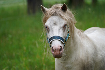 Shetland pony Fredo at pasture