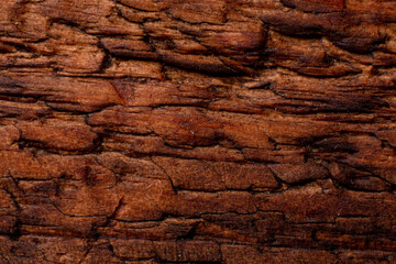 Texture of old wood close-up. Can be used as a background.