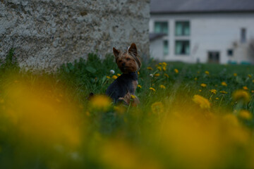 Obraz premium rabbit in the grass