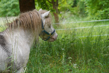 Shetland pony Fredo at pasture