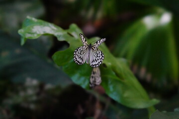 butterfly on a leaf