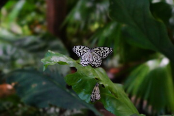 butterfly on a flower
