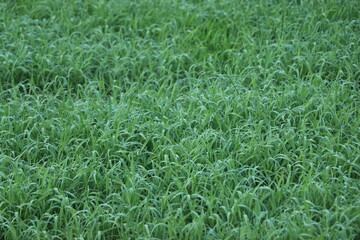 Water drop on green grass in winter morning