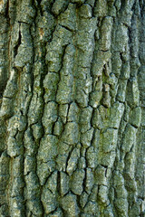 Texture of oak bark. Relief texture of the bark of an old oak tree. Texture, background.