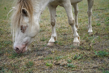 Shetland pony Fredo at pasture