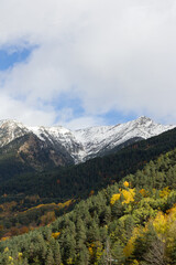 Paisaje con bosque y montaña nevada