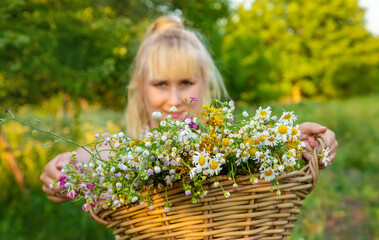 A woman collects medicinal herbs. Selective focus.