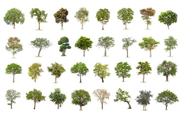 Isolated big tree on white background ,The collection of trees.Large trees database Botanical...