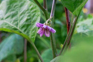 Young flower of eggplant plant in garden between leaves