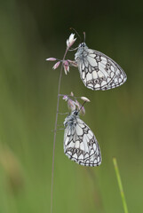 Schachbrettfalter auf Grashalm © MEISTERFOTO