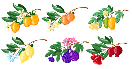 Vector illustration with birds on a pomegranate branch with fruits and flowers isolated on white. Can be used for poster, packing, fabric, invitation or scrapbook