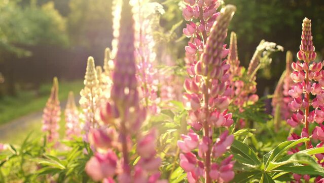 Sunny natural pink flower green stem foliage with bee insect macro extreme closeup