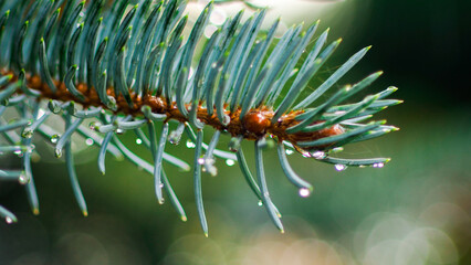 Macro d'aiguilles de sapin
