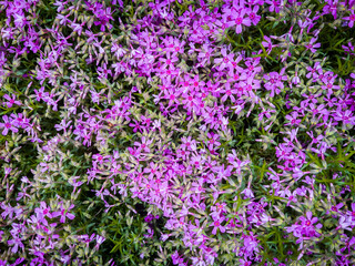 Creeping phlox flowering plant in back yard