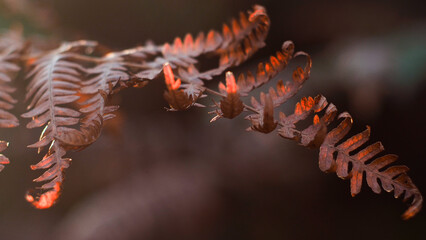 Macro de feuilles de fougère aux teintes orangées