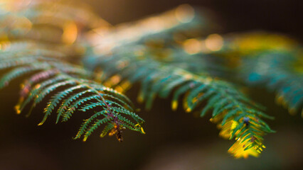 Macro de fougères et de bruyères sauvages