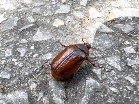 Cockchafer is also known as maybug or maybeetle