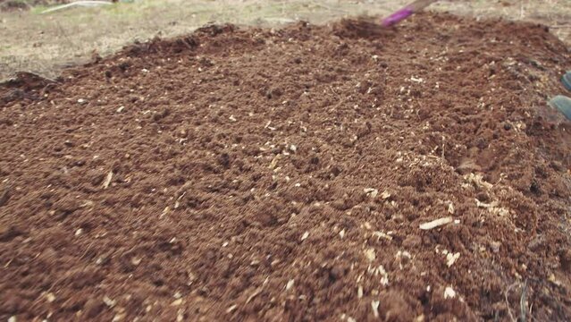 A rake loosens and levels a bed with humus or compost close-up. The concept of growing vegetables in the garden, cottage, garden plot in agriculture. Spring day, sowing and planting. UHD 4K.
