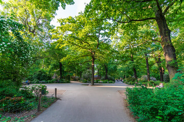 Beautiful tree at the Clara-Zetkin-Park in Leipzig in summer