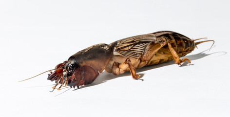 Gryllotalpa, commonly known as the European mole cricket. An insect parasitizing agricultural plantations. On a white background.