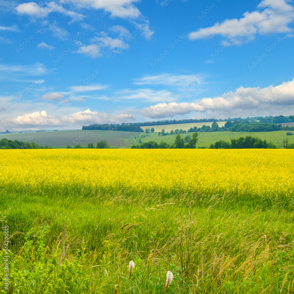 Wall mural Rapeseed field and beautiful sky. Agricultural landscape.