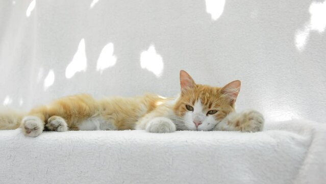 Video cute red cat lying asleep on a white background.