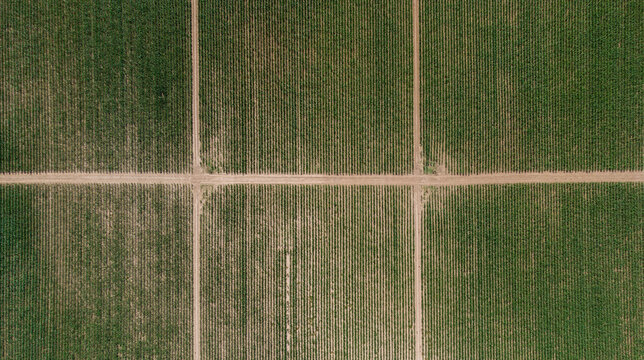 Parcelles de ma&iuml;s rectangulaires d&eacute;limit&eacute;es par des sentiers utilis&eacute;s par les agriculteurs.