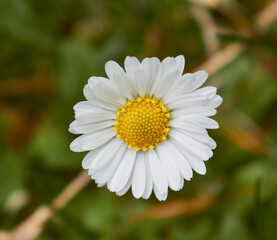 Beautiful little chamomile flower close up.