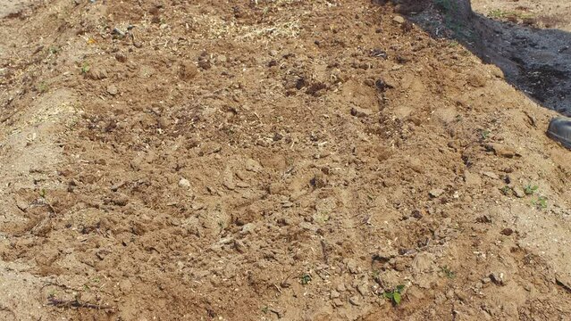 A human shadow in a garden bed scatters fertilizer or seeds onto the soil. The concept of growing vegetables in the garden, cottage, garden plot in agriculture. Spring day, sowing and planting. UHD 4K