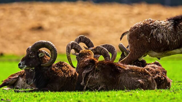 Herd Of European Mouflon Grazing And Lying In The Field. - close up, timelapse