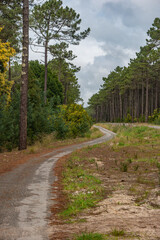 Fototapeta premium Cycling or walking trail in the green forest. Wooden walkway between Ovar and Esmoriz Portugal. Atlantico Eco Trail