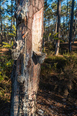 Getting natural resin out of the pine tree forest in Ovar, Aveiro, Portugal