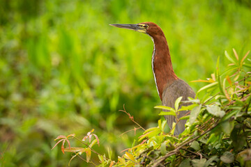 Majestic and colourfull bird in the nature habitat. Birds of northern Pantanal, wild brasil, brasilian wildlife full of green jungle, south american nature and wilderness.