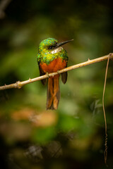 Majestic and colourfull bird in the nature habitat. Birds of northern Pantanal, wild brasil, brasilian wildlife full of green jungle, south american nature and wilderness.