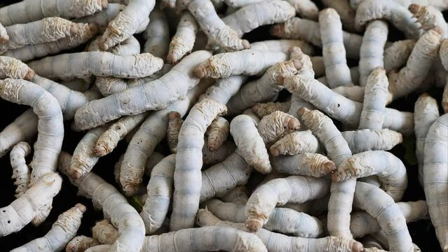 Crowded hungry adult silkworms crawling in a pile and looking for food, 4k real time footage zoom out effect.