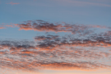 Cumulus pink clouds during sunset. Natural daylight and white clouds floating across the blue sky in the evening