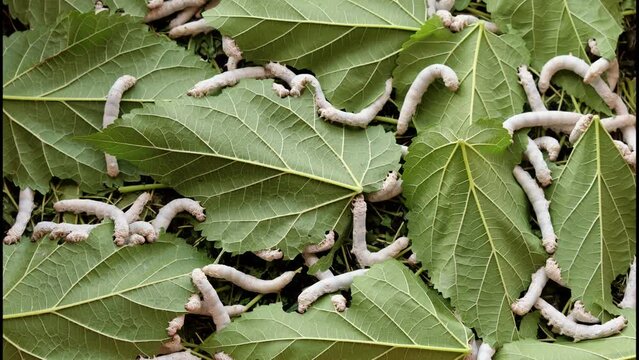 Many mature silkworms eat fresh mulberry leaves till everything is gone, 4k time lapse footage, agriculture concept.