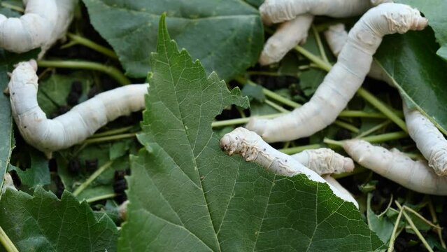 Mature silkworms eat fresh mulberry leaves, close up view, 4k slow motion footage, agriculture concept.