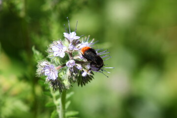 bombus soroeensis et hypnorum