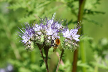 bombus soroeensis et hypnorum