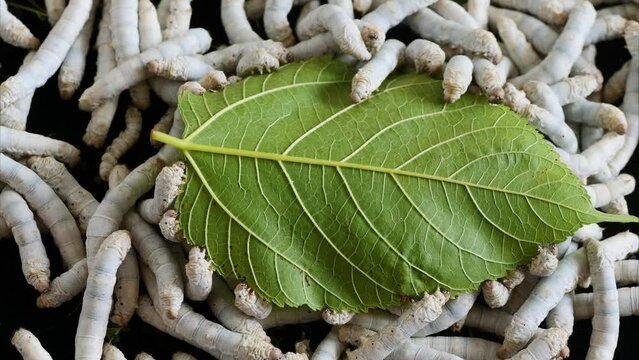 Many mature silkworms eat fresh mulberry leaf till everything is gone, 4k time lapse footage, agriculture concept.