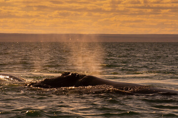 Sohutern right whale breathing in the surface, Peninsula Valdes, Unesco World Heritage Site,...